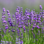 Lavendel: Alles Zu Sorten, Anbau & Pflege – Plantura With Lavendel Im Schlafzimmer Gefährlich