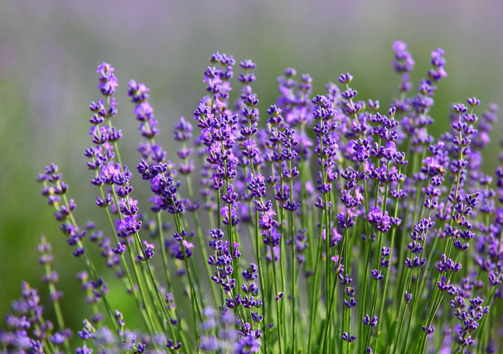 Lavendel: Alles Zu Sorten, Anbau &amp; Pflege - Plantura with Lavendel Im Schlafzimmer Gefährlich