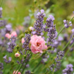 Lavendel ▷ Pflanzen, Schneiden & Pflegen + Sorten Überblick Within Lavendel Im Schlafzimmer Gefährlich