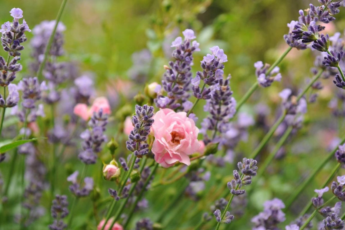 Lavendel ▷ Pflanzen, Schneiden &amp; Pflegen + Sorten-Überblick within Lavendel Im Schlafzimmer Gefährlich