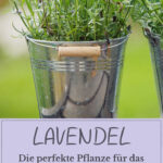 Pflanzen Im Schlafzimmer: Vorteile, Nachteile Und Geeignete Arten Inside Lavendel Im Schlafzimmer