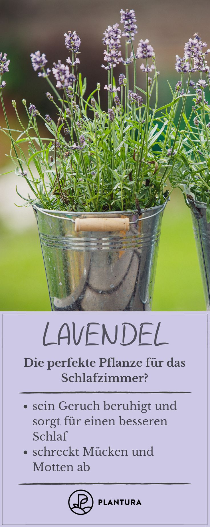 Pflanzen Im Schlafzimmer: Vorteile, Nachteile Und Geeignete Arten inside Lavendel Im Schlafzimmer