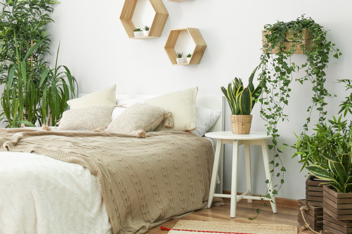 6 Zimmerpflanzen Für Das Schlafzimmer | Flaechenlust Gartenblog within Welche Pflanzen Ins Schlafzimmer