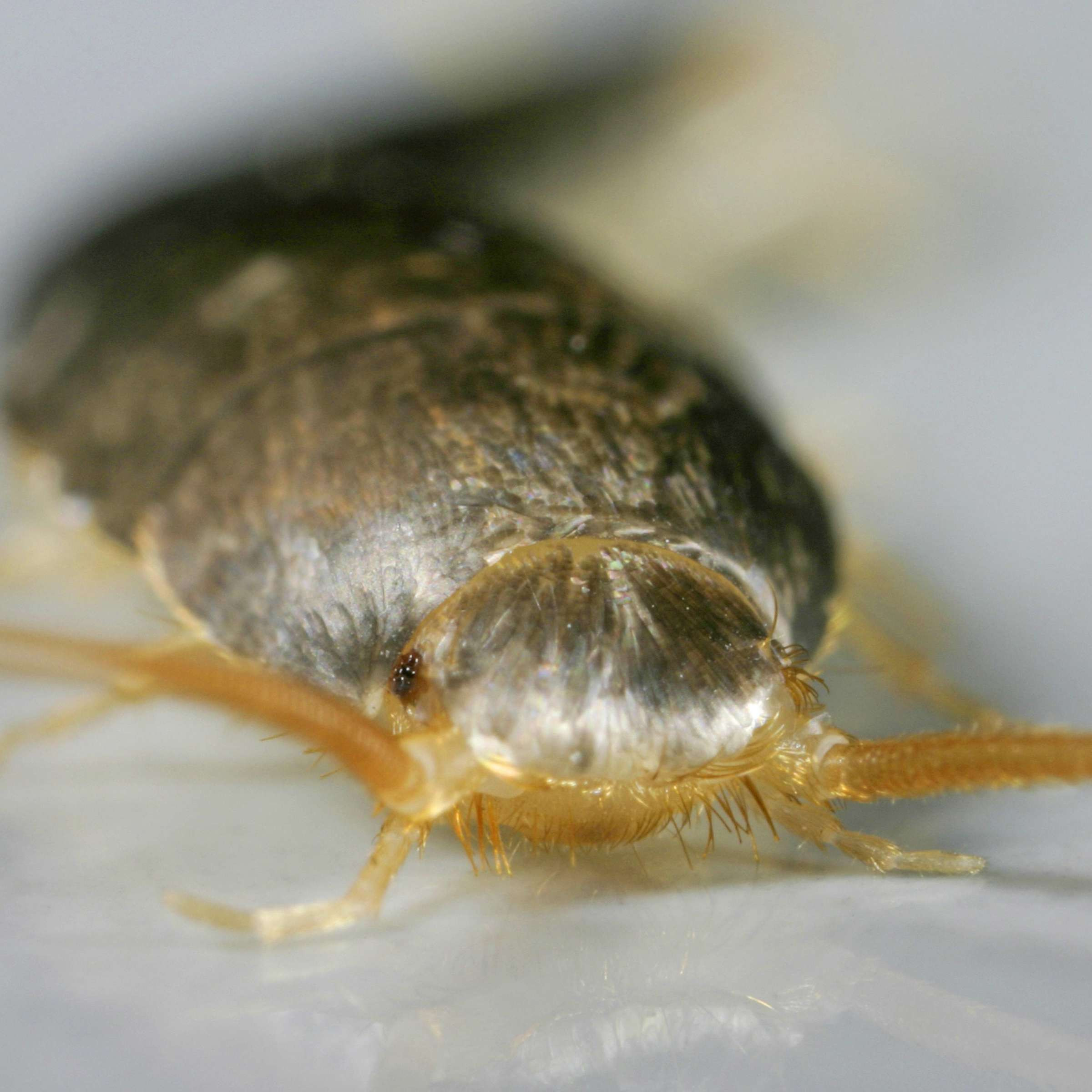 Silberfischchen Kriechen Ins Bett – Was Man Dagegen Tun Kann with regard to Silberfische Im Schlafzimmer