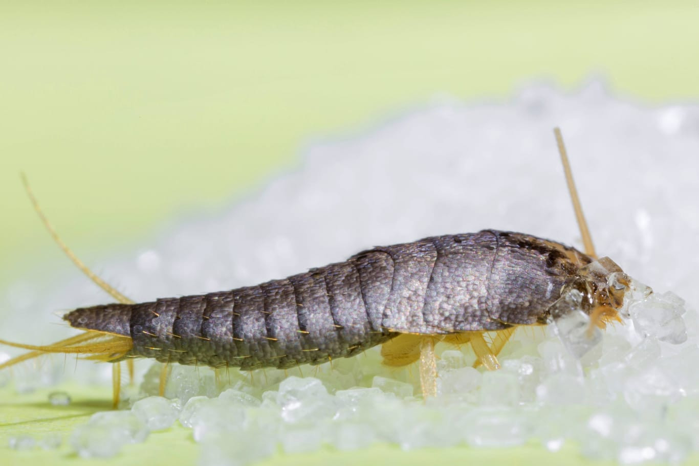 Silberfische Im Bett: Befall Vorbeugen Und Bekämpfen for Silberfische Im Schlafzimmer