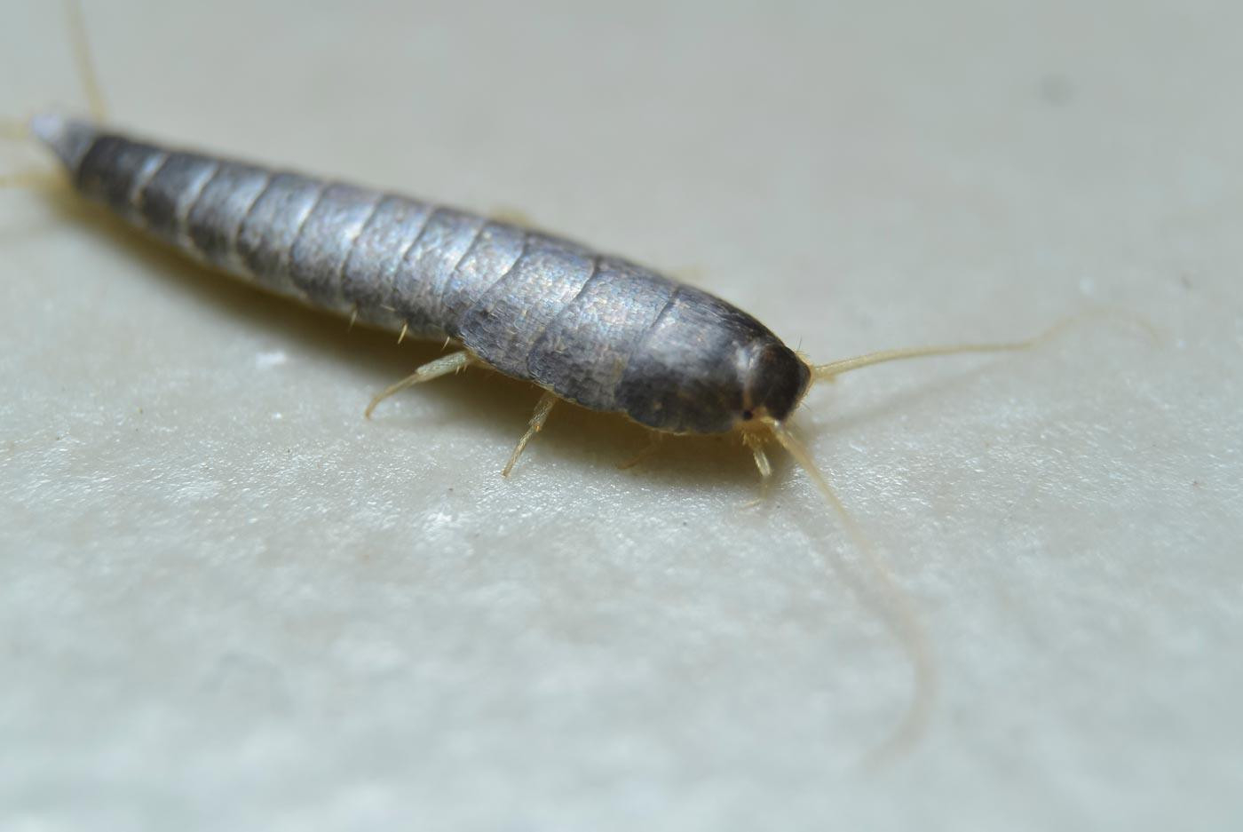 Silberfische Im Bett Und Im Schlafzimmer - So Werden Sie Sie Los with regard to Silberfische Im Schlafzimmer