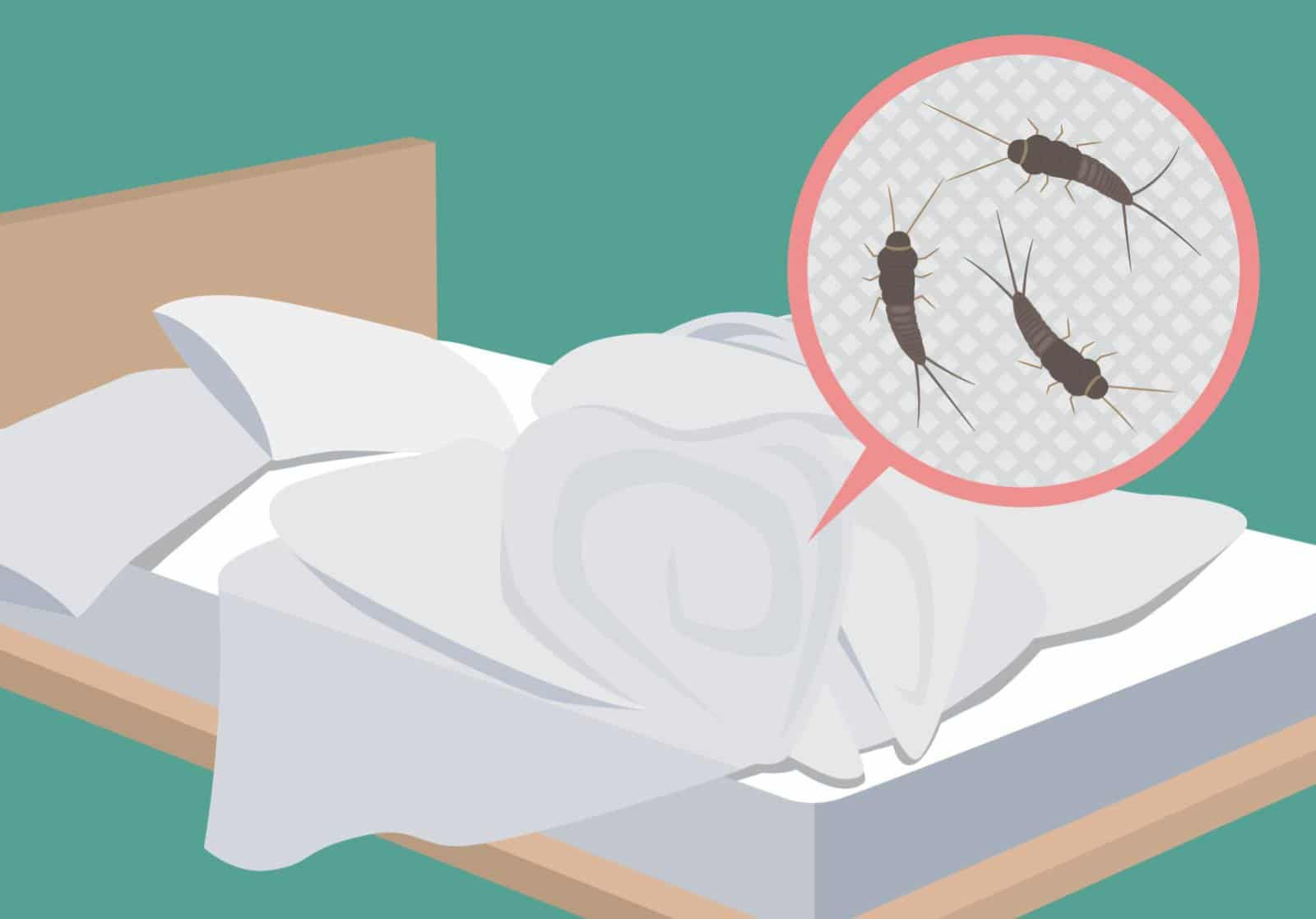 Was Hilft Gegen Silberfische Im Bett? 7 Tipps Gegen Silberfische with Silberfische Im Schlafzimmer